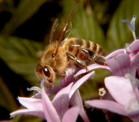 honeybee0.jpg